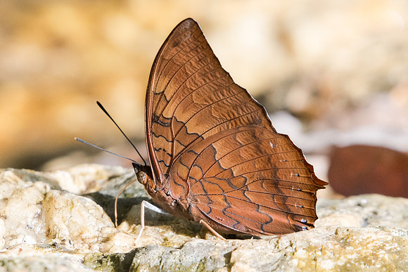 Charaxes bernardus hierax-0752 -Doi-Suthep - 13/11/23