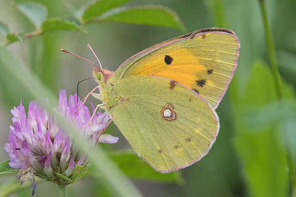 Colias crocea-3051 - Route Uvernet-Briançon - 1/07/20