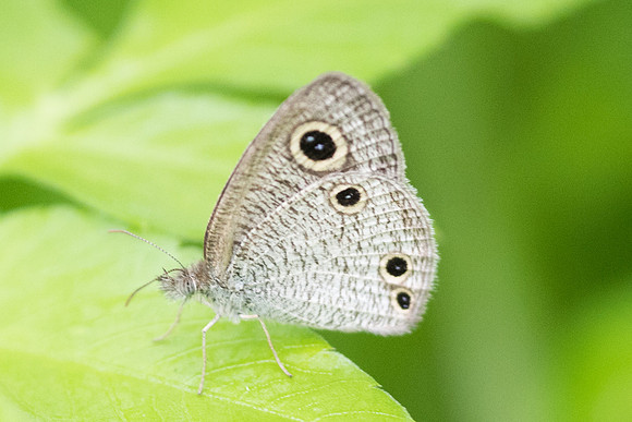 Ypthima watsoni peninsulae-6761 - Krabi - 26/11/23