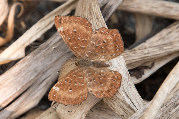 Zemeros  flegyas allica-2071 - Doi-Suthep - 8/03/23