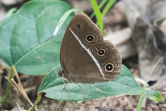 Orsotriaena medus - 0219 - Koh Samui - 17/03/23