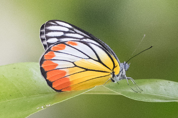 Delias hyparete indica-8892 - Chiang Mai - 14/03/23