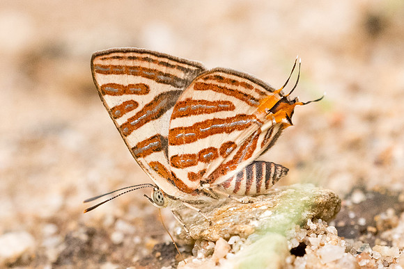 Spindasis syama peguanus-4289 - Chiang Dao - 12/03/23
