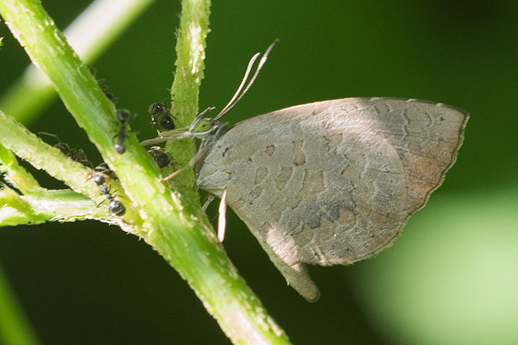 Miletus chinensis learchus-3374 - Chiang Rai - 20/11/23