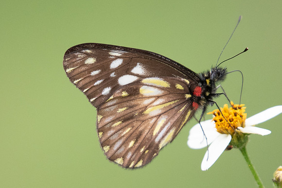 Catasticta prioneris albescens --5754 - Salento - 6/05/19