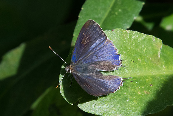 Hypolycaena erylus-7906 - - Chiang Dao - 14/11/23