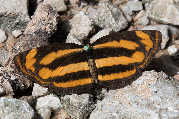 Pantoporia hordonia hordonia-8188 - Chiang Dao - 14/11/23