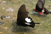 Papilio nephelus-9961 - Chiang Dao - 11/03/23