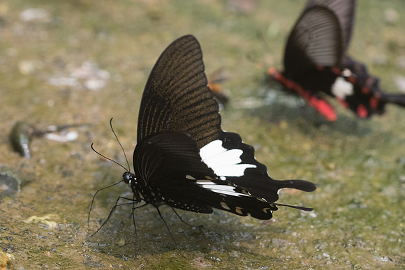 Papilio nephelus-9961 - Chiang Dao - 11/03/23