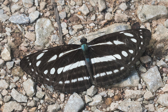 Neptis nata id--9051 - Chiang Dao - 14/11/23