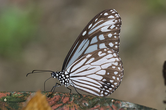 Parantica aglea melanoides-1453 - Chiang Dao - 16/11/23