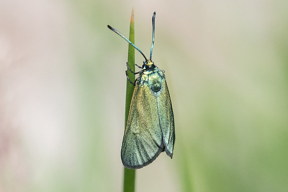 Adscita sp -9796 - Vence