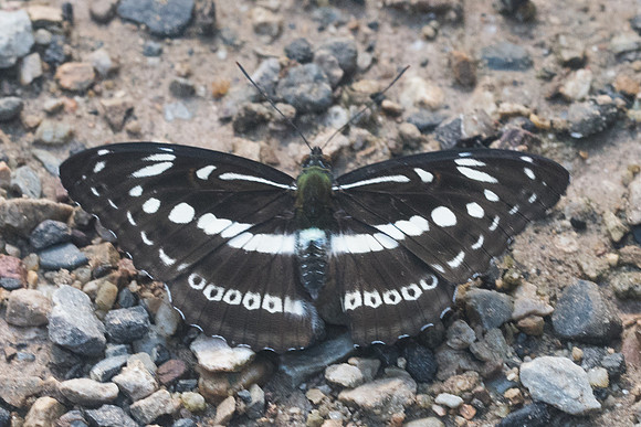 Limenitis asura-9106 - Chiang Dao - 14/11/23
