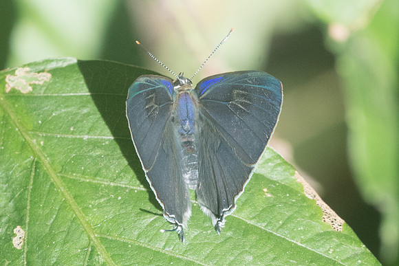 Hypolycaena erylus-9276 - Chiang Dao - 14/11/23