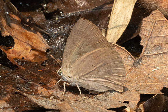 Arhopala rama id--6993  - Doi Suthep - 28/03/24