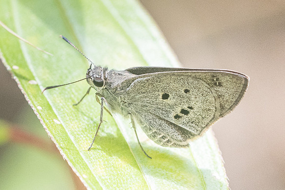 Suastus gremius gremius-8887 - Kho Samui - 16/03/23