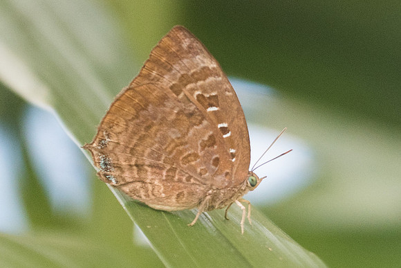 Arhopala centauris id--0011 - Koh Samui - 17/03/23
