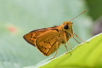 Telicota colon-4884 - Phanom Bencha Mountain - 23/11/23