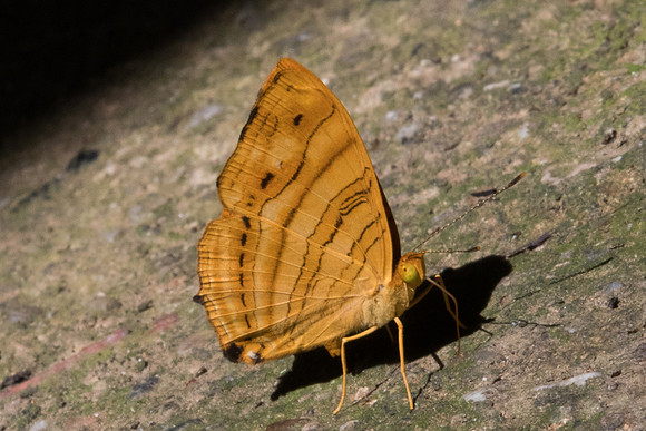 Chersonesia intermedia-8515 - Chiang dao - 14/11/23
