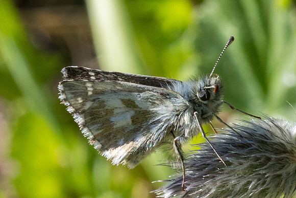 Pyrgus cacaliae-9704 - Col d'Agnel - 22/06/25