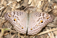 Junonia atlites-2067