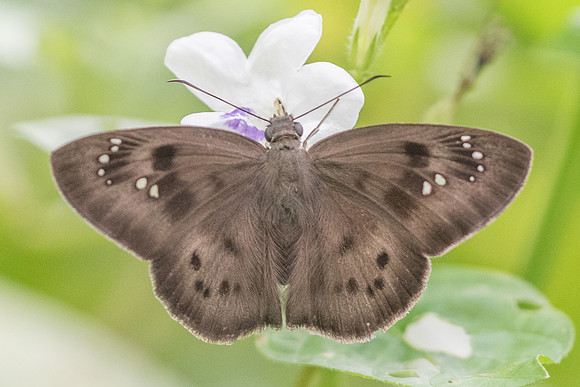 Tagiades japetus-4601