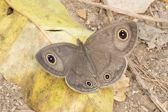 Ypthima sp-1822 - Chiang Dao - 17/03/24