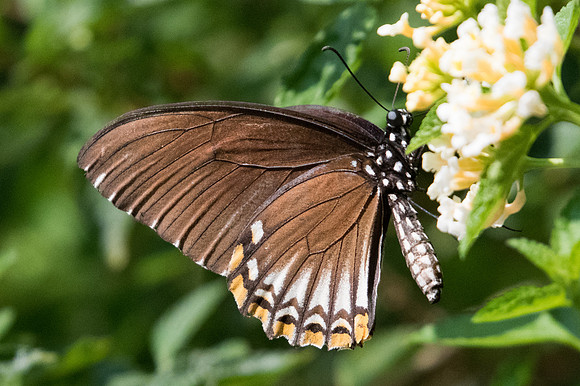 Papilio clytia clythia f papone-9274 - Bangkok - 22/03/23