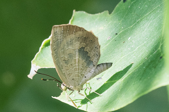 Miletus mallus -3354 - Chiang Rai - 20/11/23