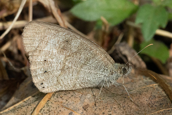 Ypthima similis-4808