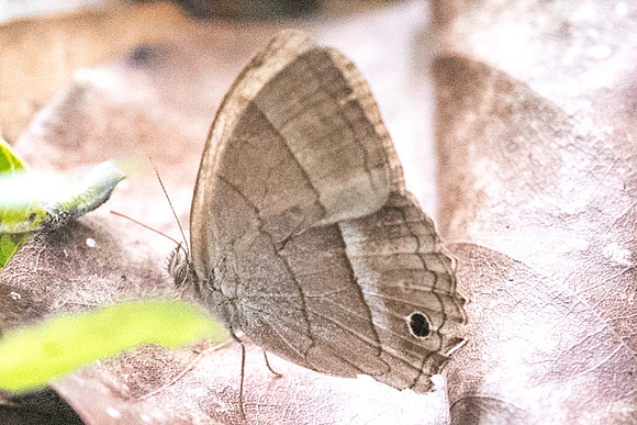 Cissia similis-1640