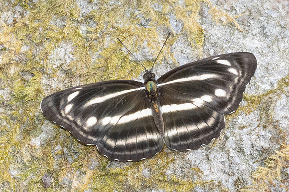 Neptis nashona aagaardi -5250