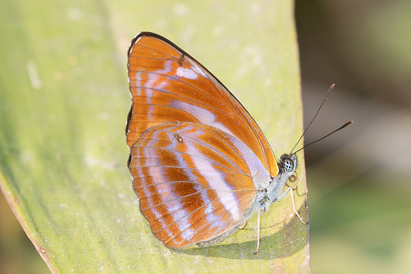 Neptis ananta-2980- Doi Suthep (1180m) - 21/03/25