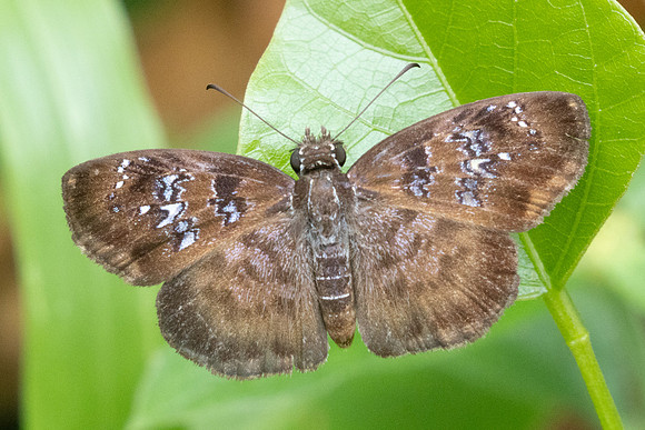 Sostrata nordica-9991 - Bucaramanga - 5/06/24