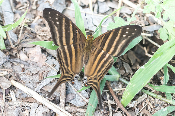 Marpesia chiron-2208