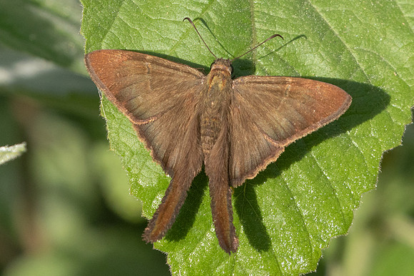 Spicauda simplicius-3890 - Barichara - 10/06/24