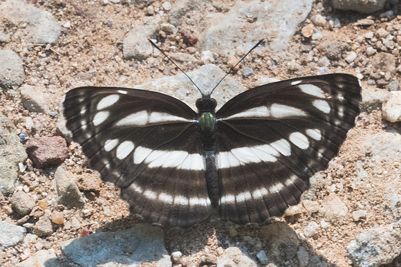 Neptis id--2811  - Chiang Dao - 15/11/23