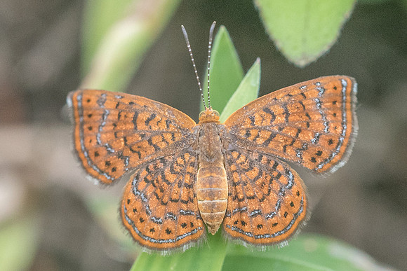 Calephelis sp-1473