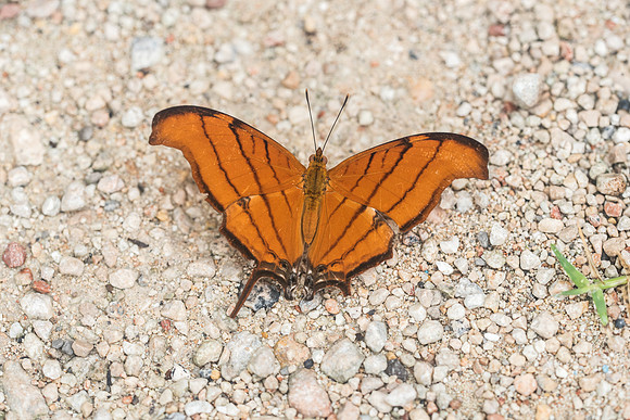 Marpesia petreus-1774