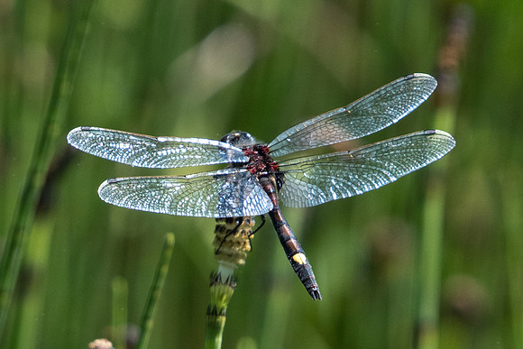 Leucorrhinia pectoralis-2143 - Noel-cerneux - 11/06/22