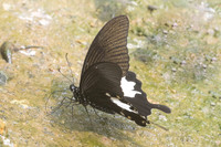 Papilio nephelus-9935 - Chiang Dao - 11/03/23