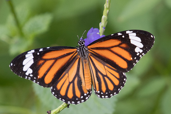 Danaus genutia genutia-9384 Bangkok - 22/03/23