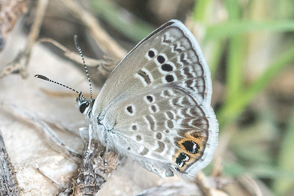 Hemiargus isola-2144