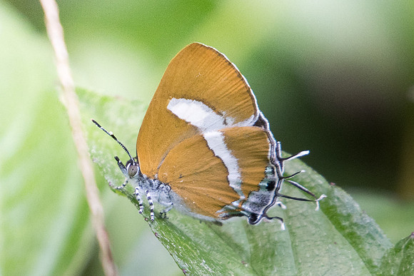 Horaga syrinx moulmeina-0588 - - Koh Samui - 18/03/23