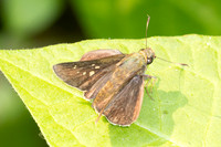 Caltoris cahira-4164- Doi Inthanon - 24/03/25