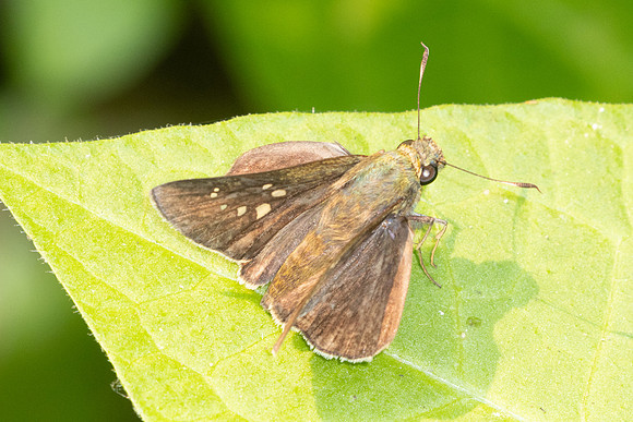 Caltoris cahira-4164- Doi Inthanon - 24/03/25