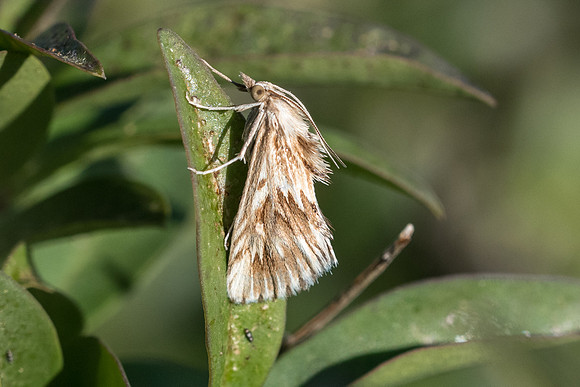 Cynaeda dentalis - Fontainebleau