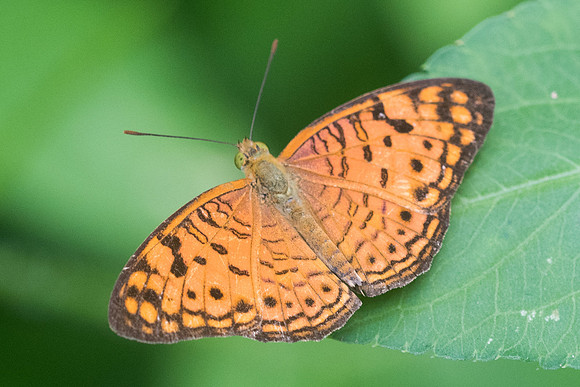 Phalanta alcippe alcippoides-4269 - Krabi - 22/11/23