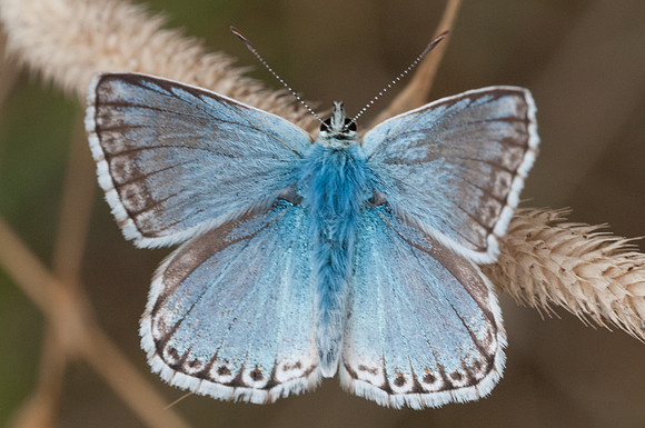 Lysandra coridon asturiensis ♂-2957