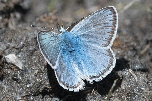 Polyommatus eros-1862 - Cervieres - 1/07/21